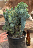 #EC146 EXACT Myrtillocactus Geometrizans Elite Crested Cactus