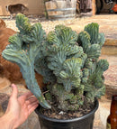 #EC146 EXACT Myrtillocactus Geometrizans Elite Crested Cactus