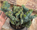 #EC146 EXACT Myrtillocactus Geometrizans Elite Crested Cactus