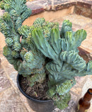 #EC146 EXACT Myrtillocactus Geometrizans Elite Crested Cactus