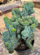 #EC146 EXACT Myrtillocactus Geometrizans Elite Crested Cactus