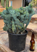 #EC146 EXACT Myrtillocactus Geometrizans Elite Crested Cactus