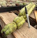 #EC147 EXACT Trichocereus Bridgesii  Jiimz Twin Spinez Cactus 20” Cutting