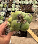 #EC147 EXACT Trichocereus Bridgesii  Jiimz Twin Spinez Cactus 20” Cutting