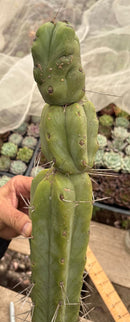 #EC147 EXACT Trichocereus Bridgesii  Jiimz Twin Spinez Cactus 20” Cutting
