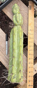 #EC147 EXACT Trichocereus Bridgesii  Jiimz Twin Spinez Cactus 20” Cutting
