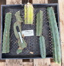 #EC148 EXACT Trichocereus Bridgesii Jiimz Cactus Cutting TLC Bargain Lot