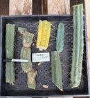 #EC148 EXACT Trichocereus Bridgesii Jiimz Cactus Cutting TLC Bargain Lot