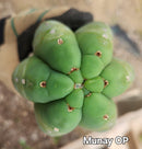 #EC149 EXACT Trichocereus Chavin Herbalist OP Cactus hybrid Cuttings