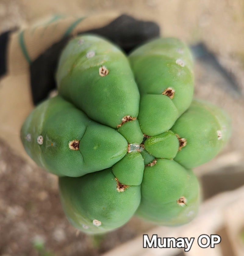 #EC149 EXACT Trichocereus Chavin Herbalist OP Cactus hybrid Cuttings