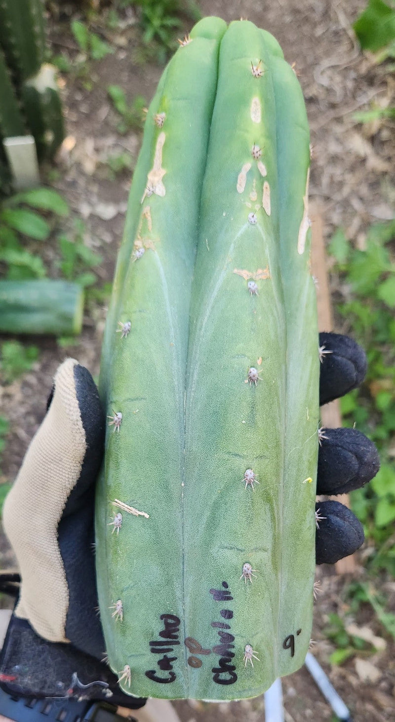 #EC149 EXACT Trichocereus Chavin Herbalist OP Cactus hybrid Cuttings