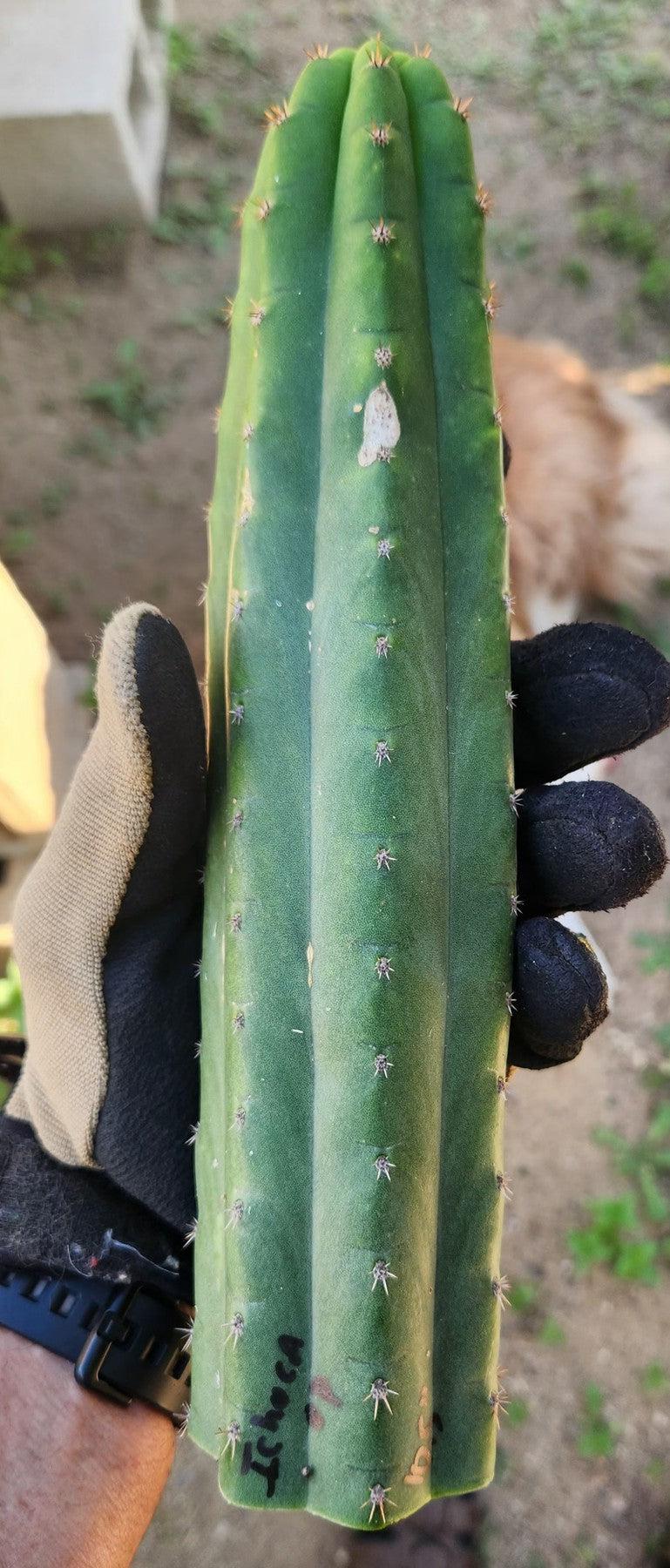 #EC149 EXACT Trichocereus Chavin Herbalist OP Cactus hybrid Cuttings