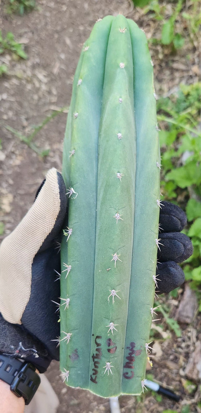 #EC149 EXACT Trichocereus Chavin Herbalist OP Cactus hybrid Cuttings