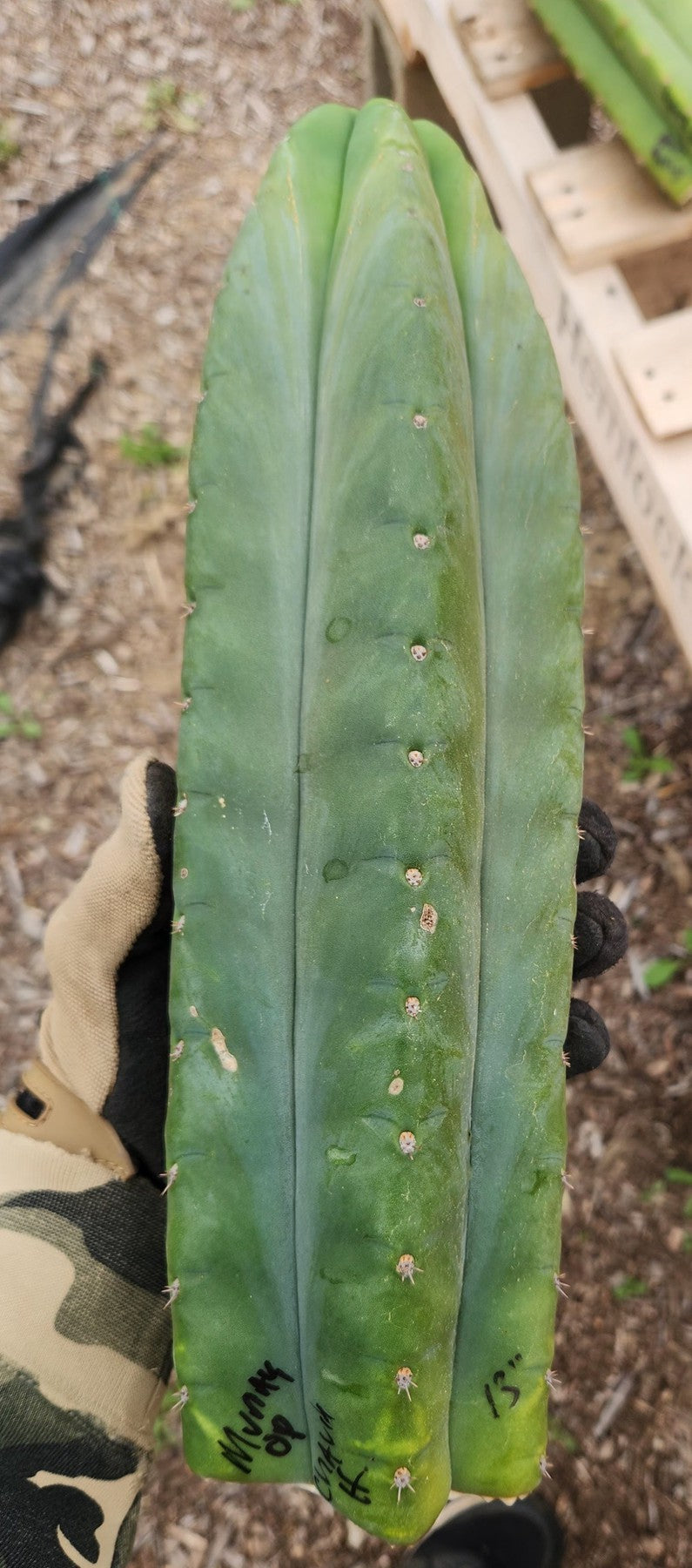 #EC149 EXACT Trichocereus Chavin Herbalist OP Cactus hybrid Cuttings