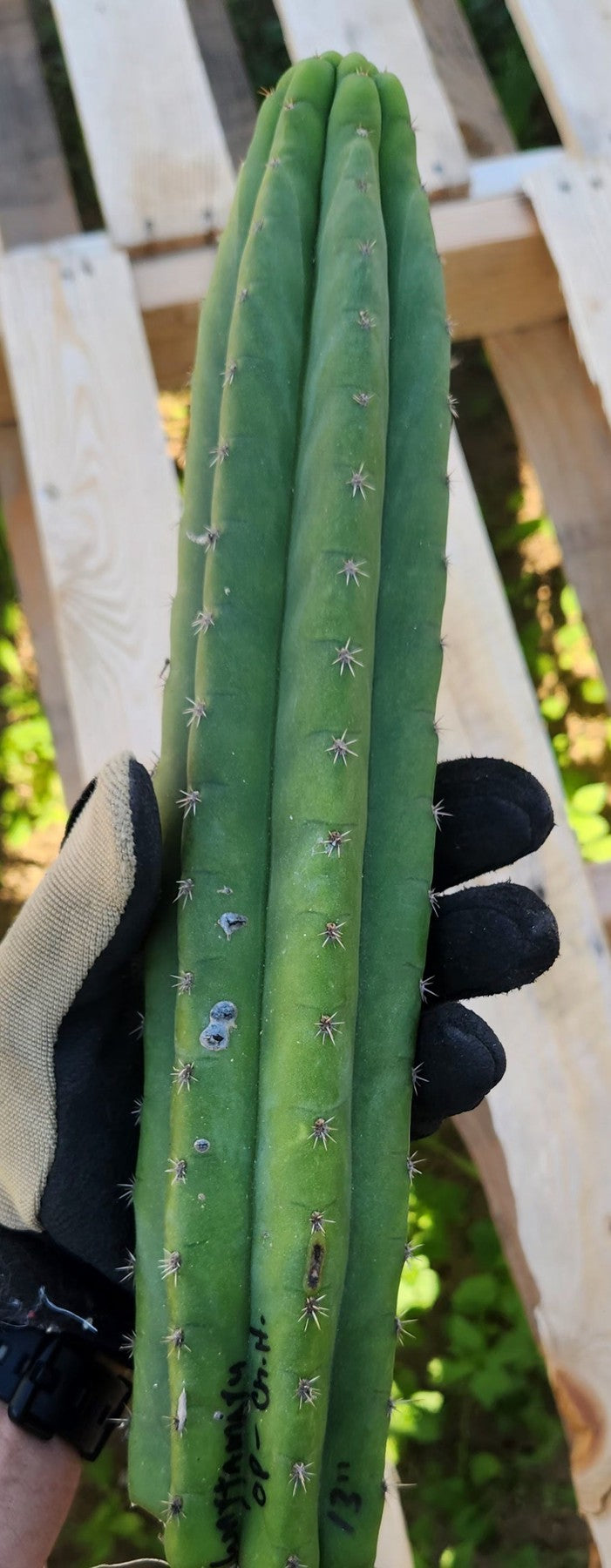 #EC149 EXACT Trichocereus Chavin Herbalist OP Cactus hybrid Cuttings