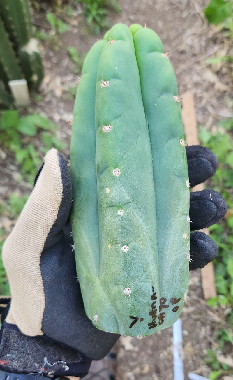 #EC149 EXACT Trichocereus Chavin Herbalist OP Cactus hybrid Cuttings