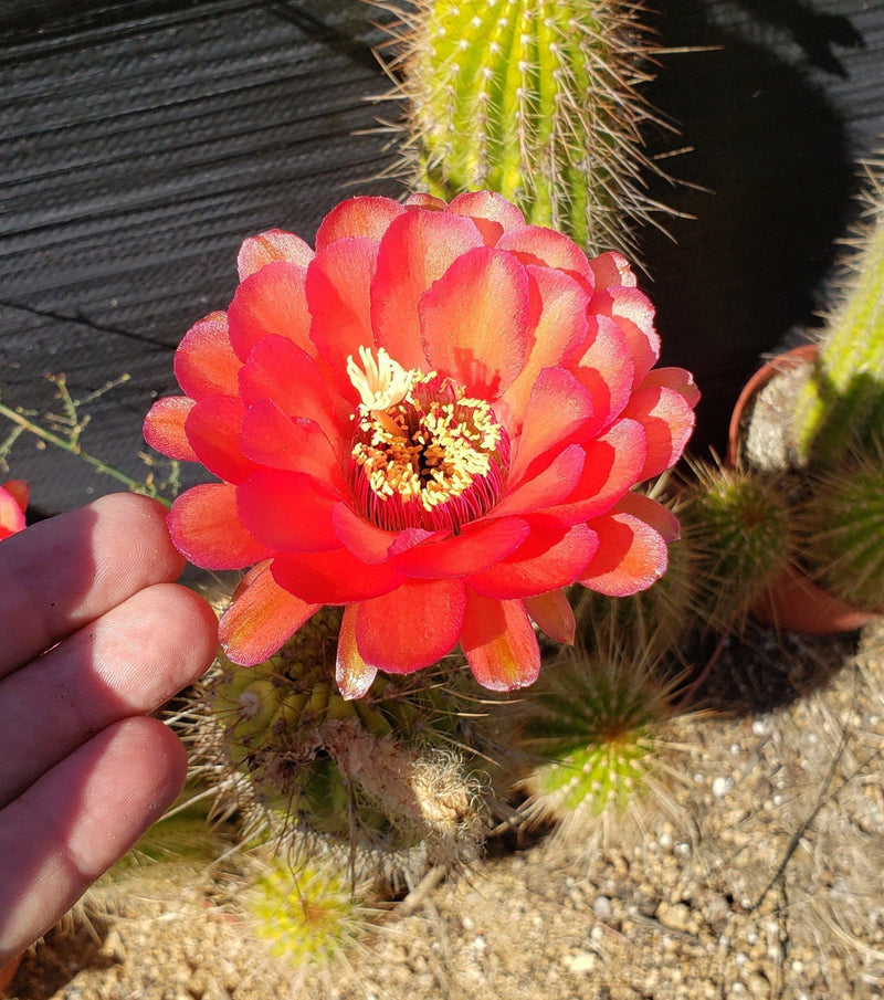 #EC150 EXACT Trichocereus Grandiflorus Western Red Ornamental Cactus Cutting 5-6"