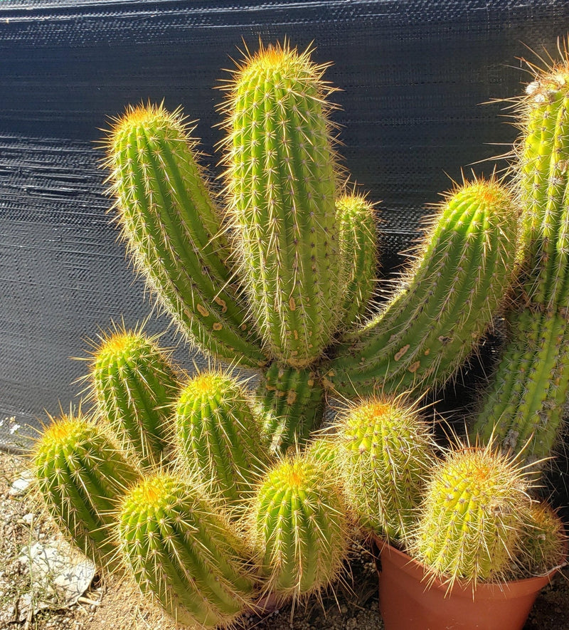 #EC150 EXACT Trichocereus Grandiflorus Western Red Ornamental Cactus Cutting 5-6"