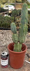 #EC151 EXACT Trichocereus Bridgesii Twin Spine Ornamental Cactus 15.5”