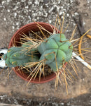 #EC151 EXACT Trichocereus Bridgesii Twin Spine Ornamental Cactus 15.5”