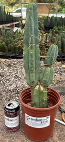 #EC151 EXACT Trichocereus Bridgesii Twin Spine Ornamental Cactus 15.5”