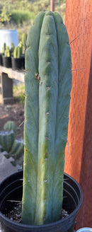 #EC152 EXACT Trichocereus Bald Bridgesii  Cactus 15”