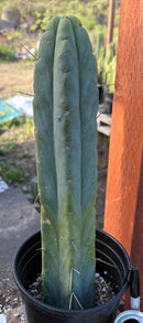 #EC152 EXACT Trichocereus Bald Bridgesii  Cactus 15”