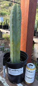 #EC152 EXACT Trichocereus Bald Bridgesii  Cactus 15”