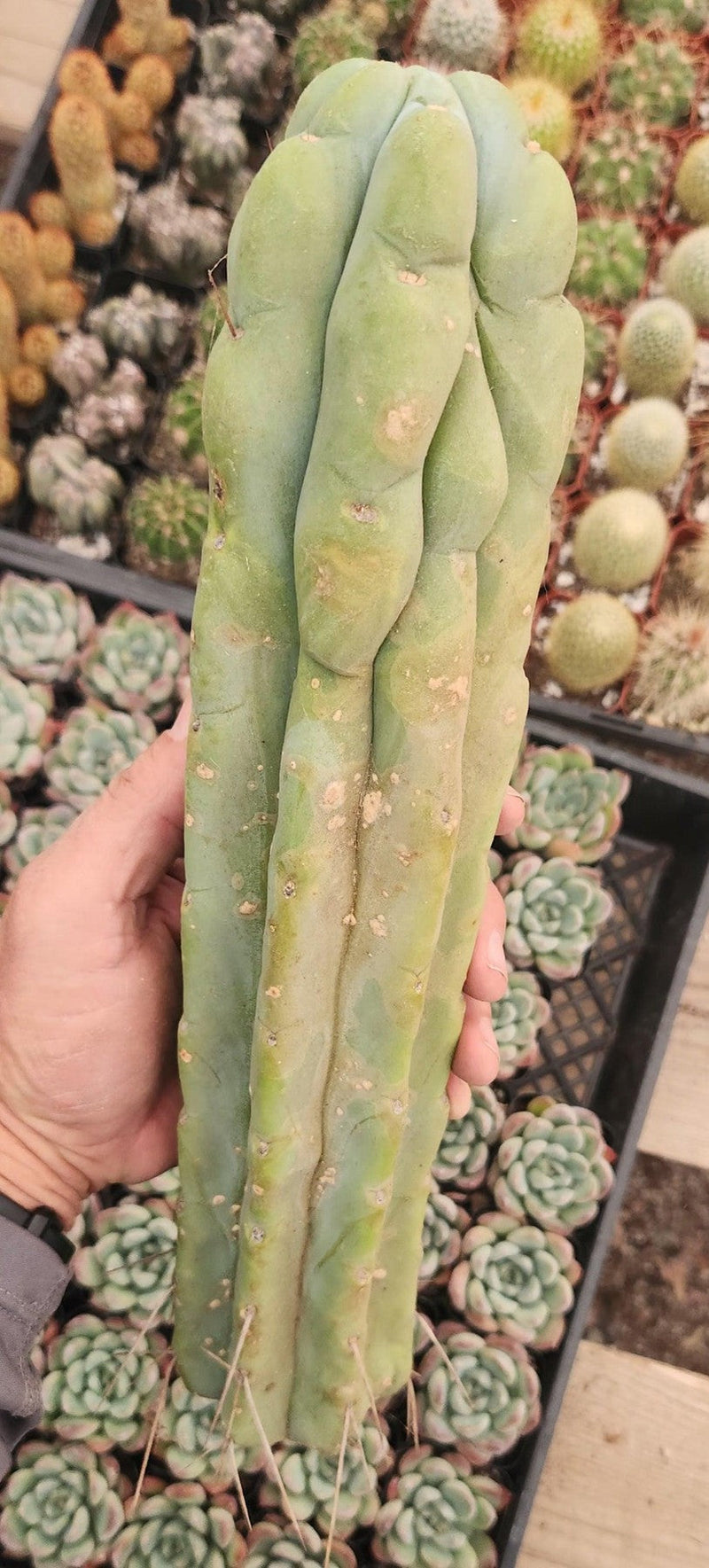 #EC153 EXACT Trichocereus Bridgesii Jiimz Twin Spine Cactus Cuttings