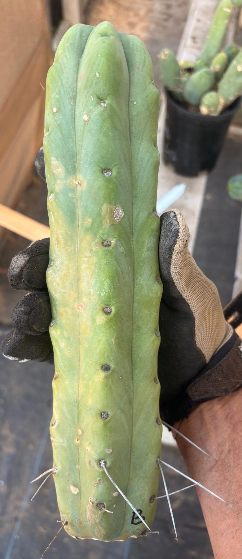 #EC153 EXACT Trichocereus Bridgesii Jiimz Twin Spine Cactus Cuttings