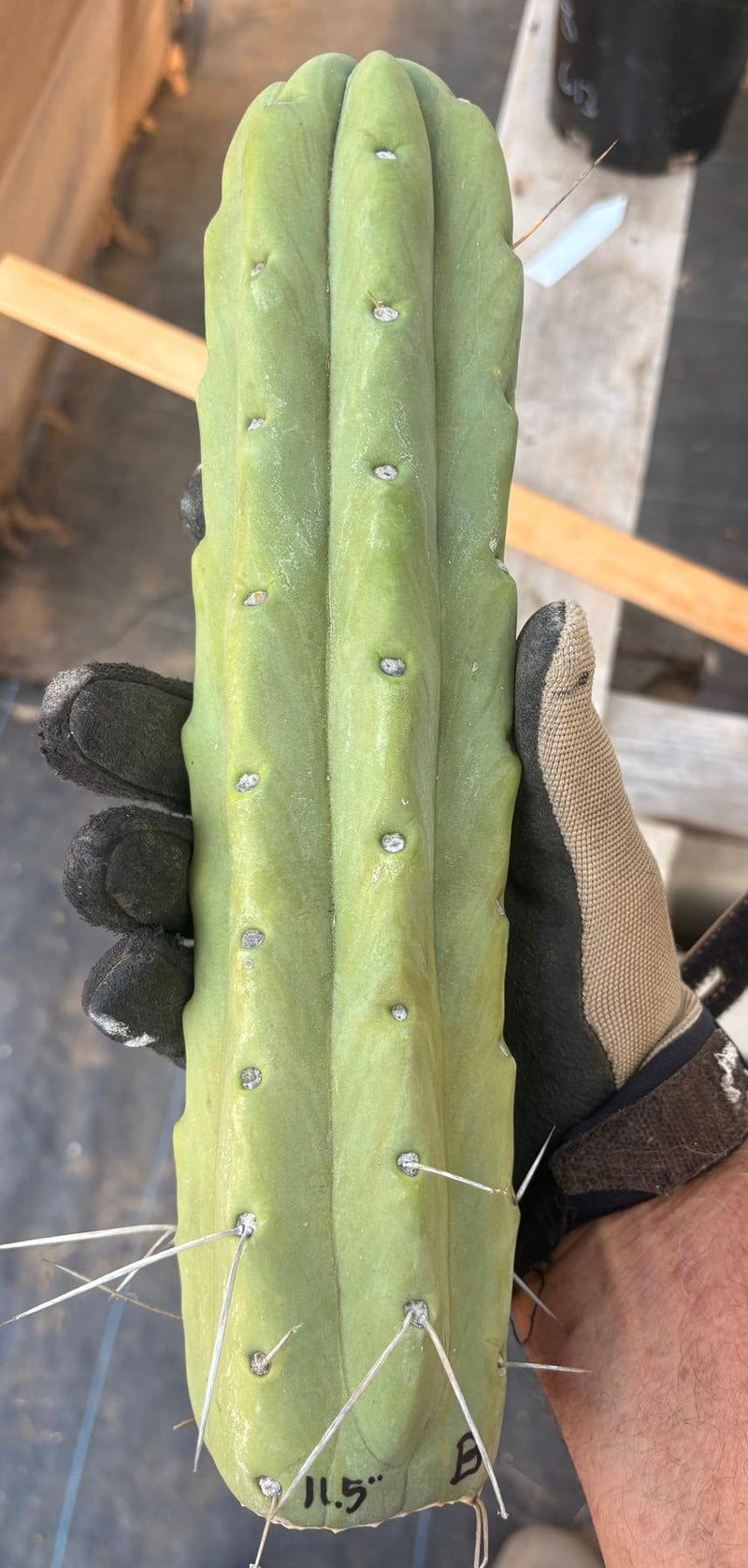 #EC153 EXACT Trichocereus Bridgesii Jiimz Twin Spine Cactus Cuttings