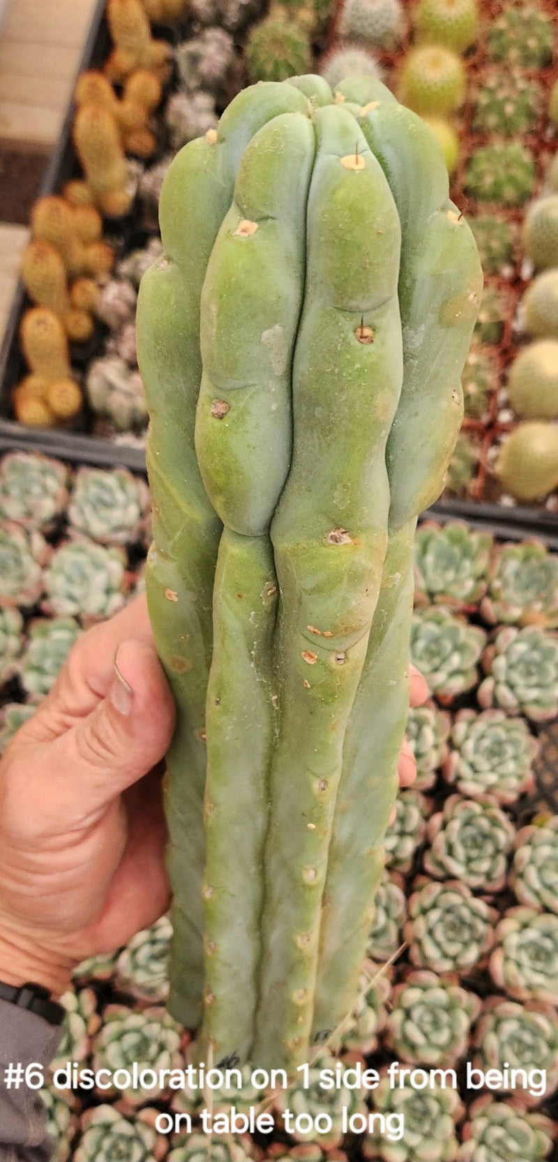 #EC153 EXACT Trichocereus Bridgesii Jiimz Twin Spine Cactus Cuttings