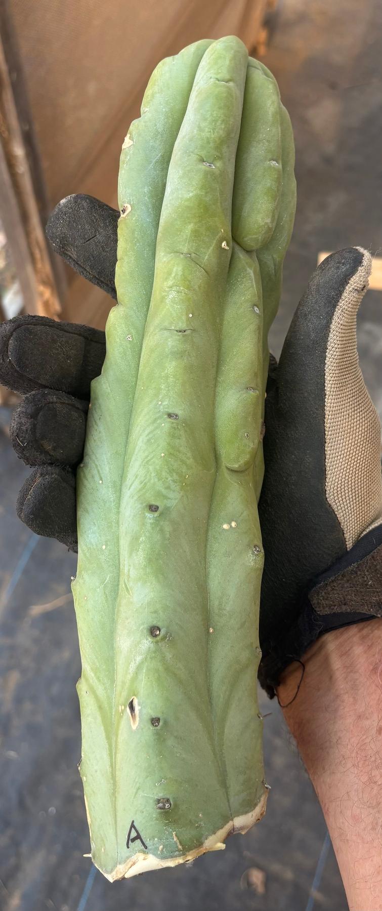 #EC153 EXACT Trichocereus Bridgesii Jiimz Twin Spine Cactus Cuttings