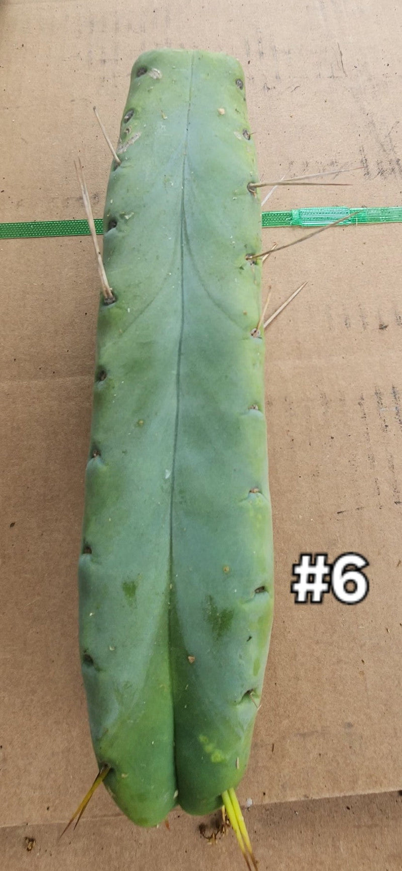 #EC153 EXACT Trichocereus Bridgesii Jiimz Twin Spine Cactus Cuttings