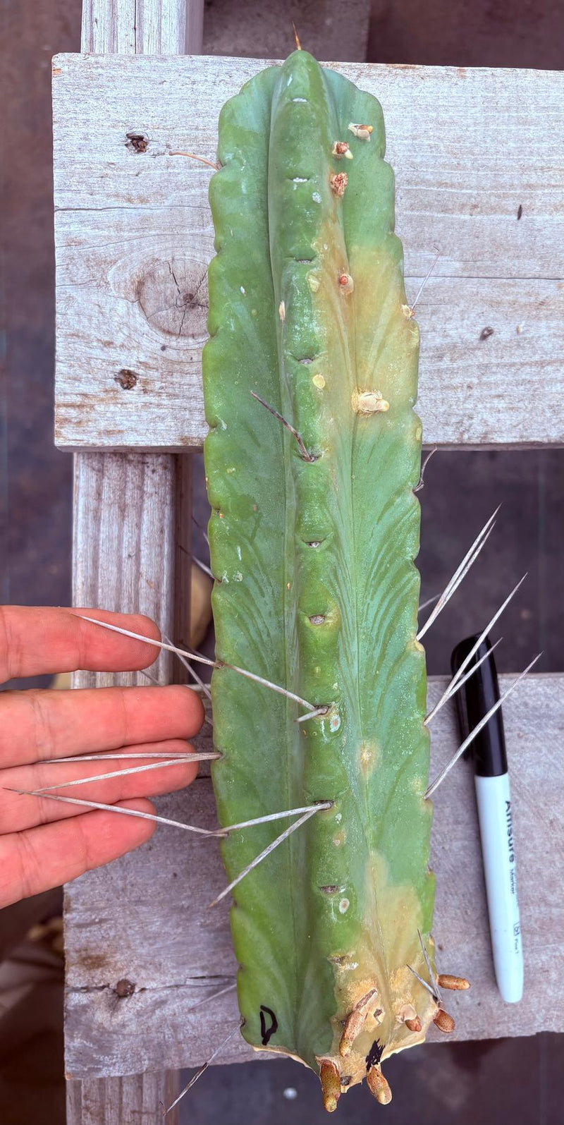 #EC153 EXACT Trichocereus Bridgesii Jiimz Twin Spine Cactus Cuttings