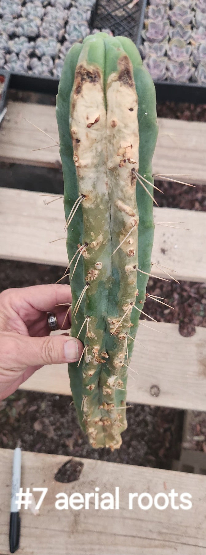 #EC153 EXACT Trichocereus Bridgesii Jiimz Twin Spine Cactus Cuttings