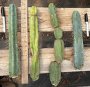 #EC153 EXACT Trichocereus Bridgesii Jiimz Twin Spine Cactus Cuttings