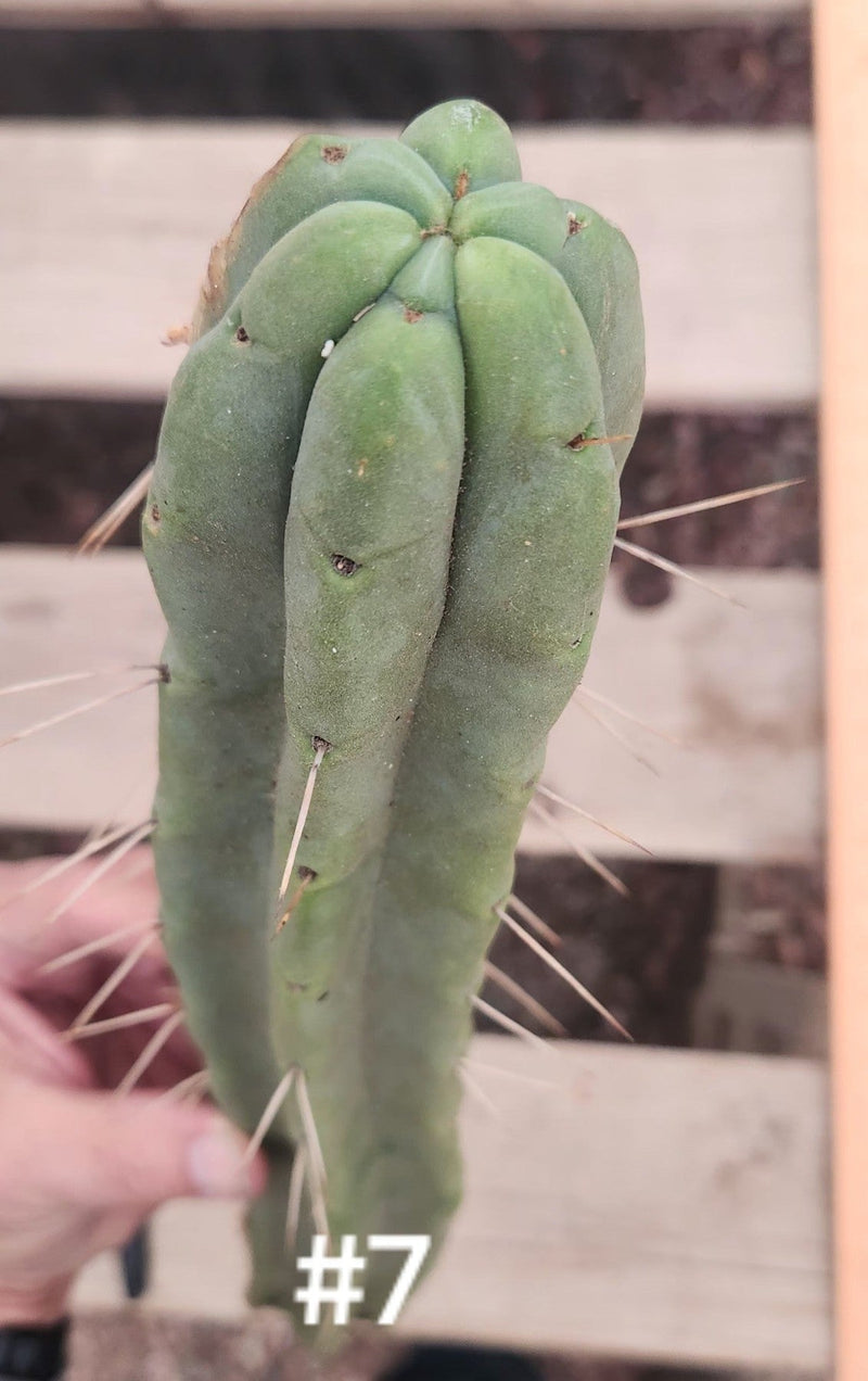 #EC153 EXACT Trichocereus Bridgesii Jiimz Twin Spine Cactus Cuttings