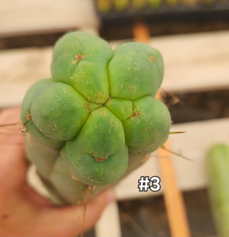 #EC153 EXACT Trichocereus Bridgesii Jiimz Twin Spine Cactus Cuttings