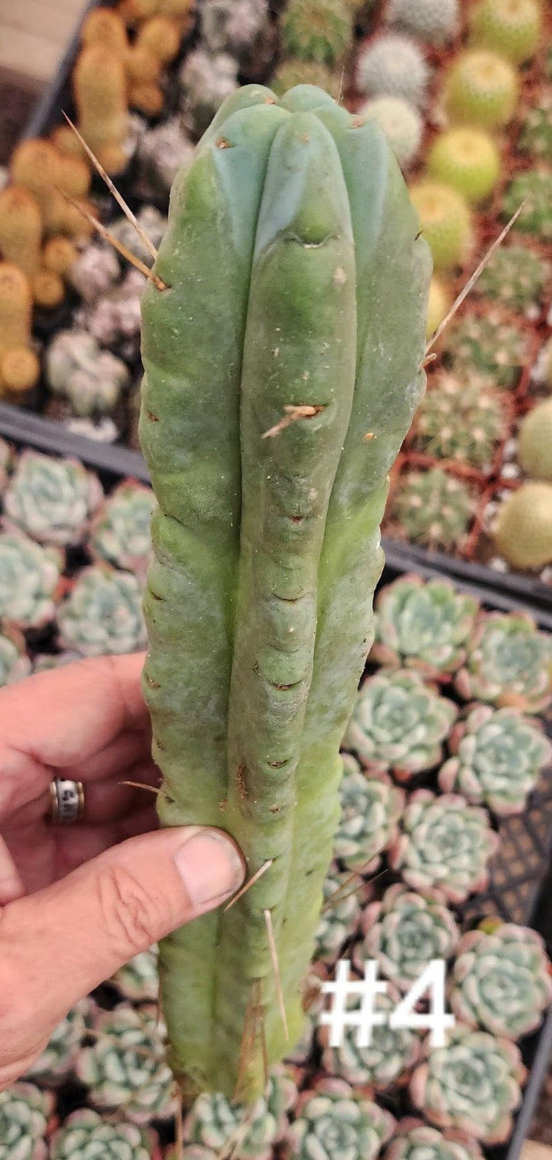 #EC153 EXACT Trichocereus Bridgesii Jiimz Twin Spine Cactus Cuttings