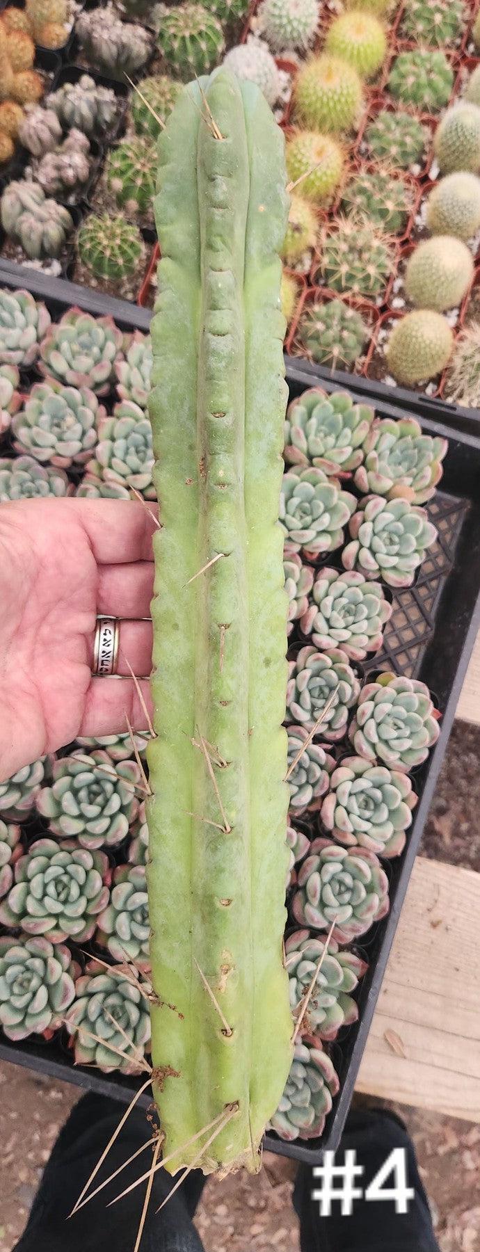 #EC153 EXACT Trichocereus Bridgesii Jiimz Twin Spine Cactus Cuttings