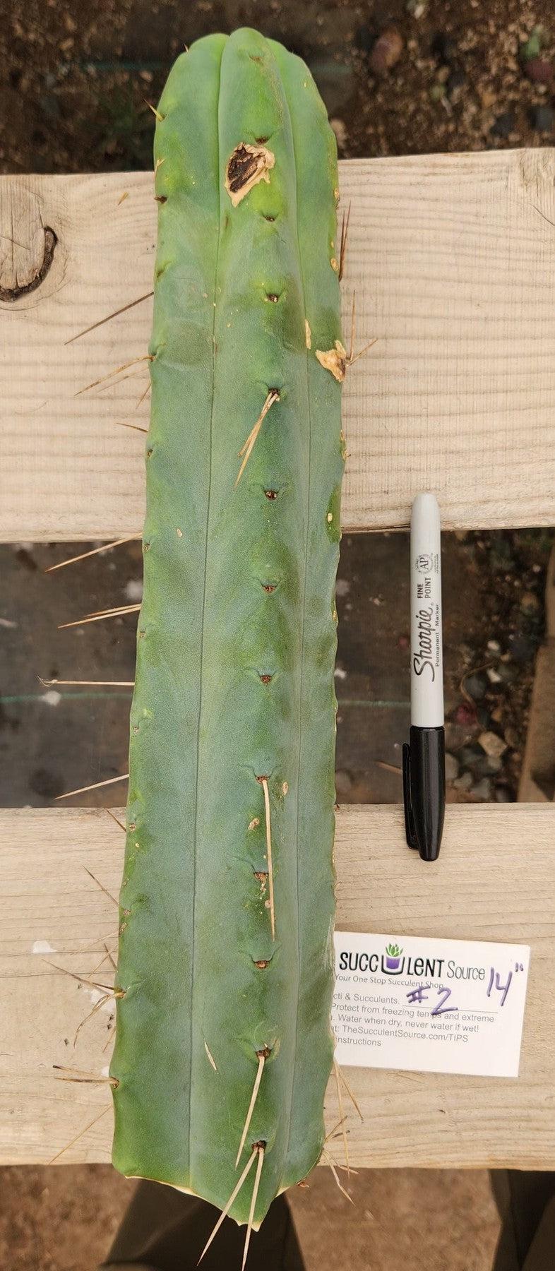 #EC153 EXACT Trichocereus Bridgesii Jiimz Twin Spine Cactus Cuttings