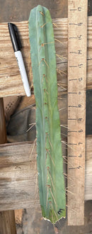 #EC153 EXACT Trichocereus Bridgesii Jiimz Twin Spine Cactus Cuttings