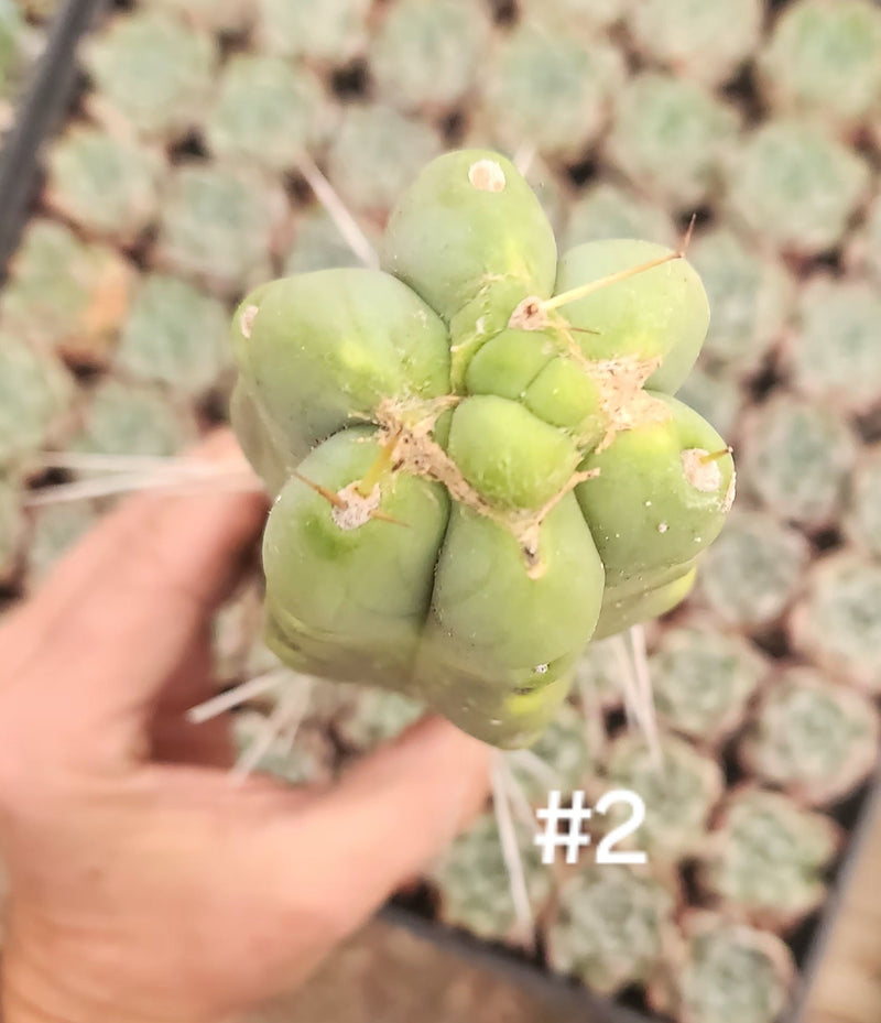 #EC153 EXACT Trichocereus Bridgesii Jiimz Twin Spine Cactus Cuttings