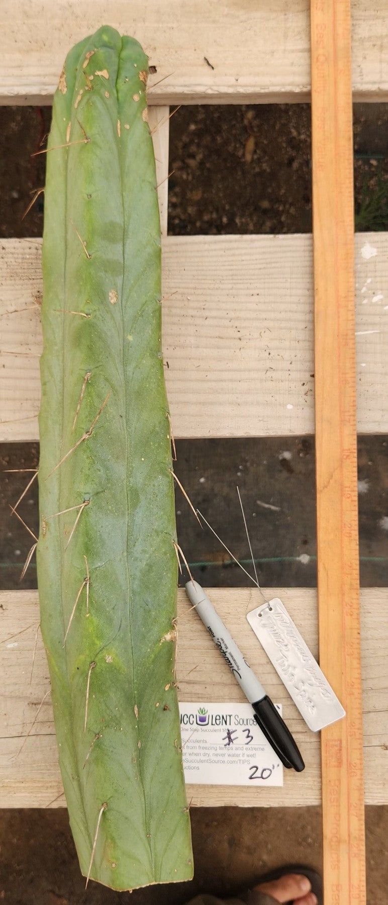 #EC153 EXACT Trichocereus Bridgesii Jiimz Twin Spine Cactus Cuttings