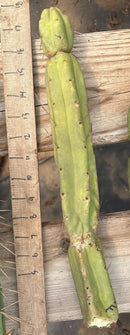 #EC153 EXACT Trichocereus Bridgesii Jiimz Twin Spine Cactus Cuttings