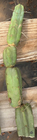 #EC153 EXACT Trichocereus Bridgesii Jiimz Twin Spine Cactus Cuttings