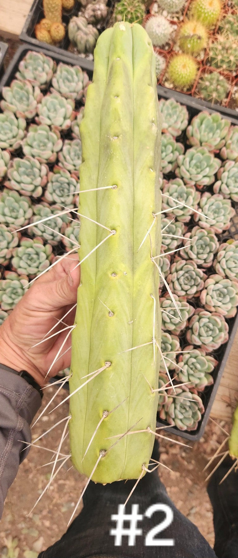 #EC153 EXACT Trichocereus Bridgesii Jiimz Twin Spine Cactus Cuttings