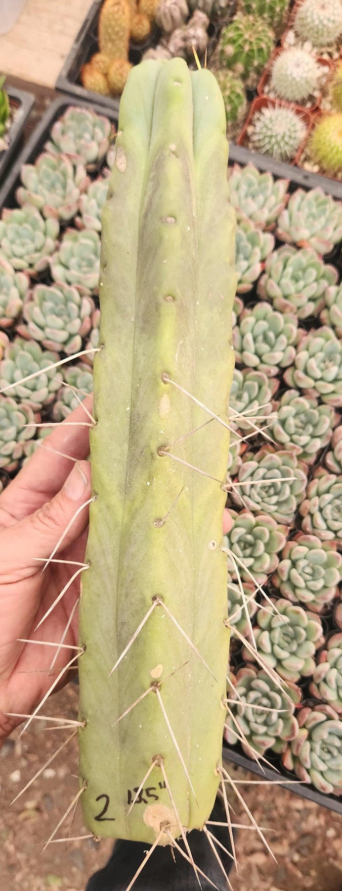 #EC153 EXACT Trichocereus Bridgesii Jiimz Twin Spine Cactus Cuttings