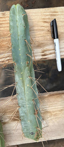 #EC153 EXACT Trichocereus Bridgesii Jiimz Twin Spine Cactus Cuttings